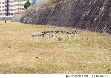 一群赤頸鴨 一群赤頸鴨 134838664
