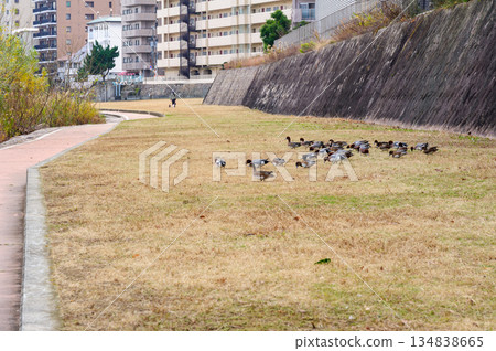 Flock of Wigeons 134838665