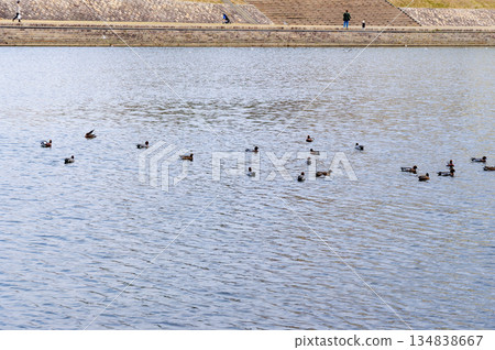 一群赤頸鴨 134838667