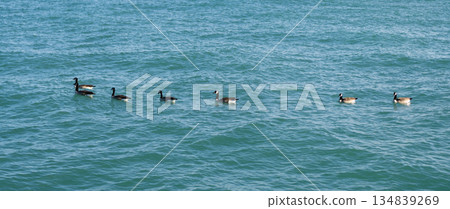 Canadian goose. Goose at the sea. Sea bird. Fauna and nature. Canada goose. Group of duck birds floating on water. Canadian Goose pond 134839269