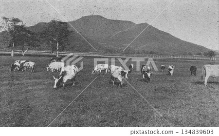 1926年拍攝的札幌附近北海道農業試驗場的老照片 1926年拍攝的札幌附近北海道農業試驗場的老照片 134839603