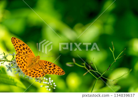 Leopard butterfly and white hill tiger tail flower flying in the mountains Leopard butterfly and white hill tiger tail flower flying in the mountains 134839637
