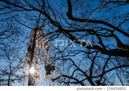 Shining dead leaves Shining dead leaves 134839805