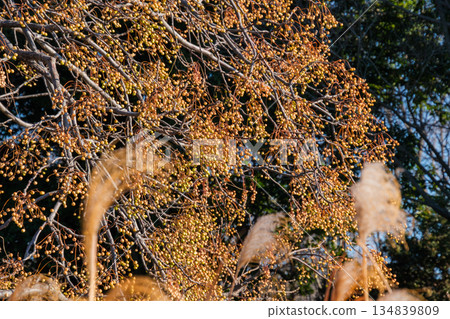Sendan and pampas grass 134839809