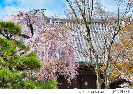 Beautiful cherry blossoms at Hokongoin Temple in Kyoto (Ukyo Ward, Kyoto City, Kyoto Prefecture) 134839826