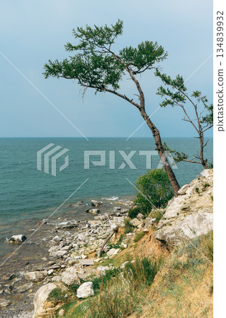 A lonely larch tree stands on a rocky cliff overlooking a calm sea A lonely larch tree stands on a rocky cliff overlooking a calm sea 134839932