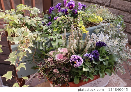 Planting frilled pansies and colored leaves Planting frilled pansies and colored leaves 134840045