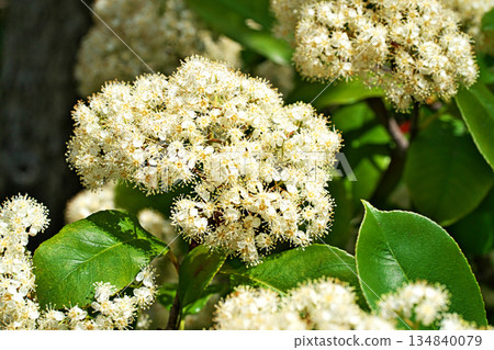 赤木樹的白色花朵(春季,四月) 赤木樹的白色花朵(春季,四月) 134840079