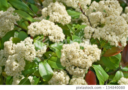 赤木樹的白色花朵(春季,四月) 赤木樹的白色花朵(春季,四月) 134840080