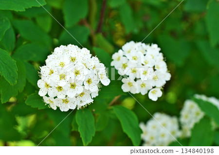 白色小手鞠花(春季,四月) 白色小手鞠花(春季,四月) 134840198