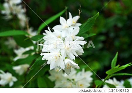White Deutzia gracilis flowers (spring, April) 134840810