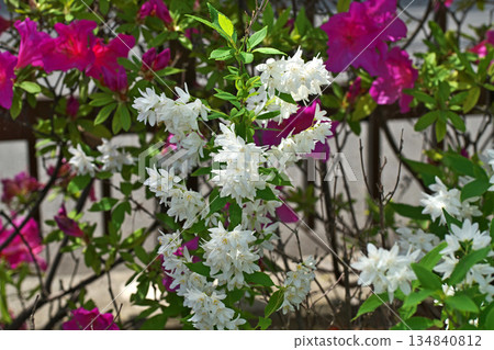 White Deutzia gracilis flowers (spring, April) 134840812