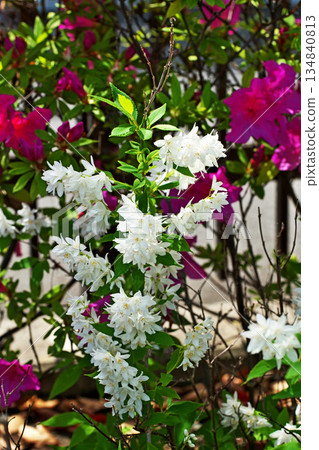 White Deutzia gracilis flowers (spring, April) 134840813