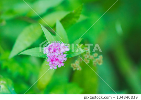 Autumn forest pink meadowsweet flowers 02 Autumn forest pink meadowsweet flowers 02 134840839