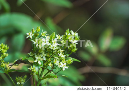Autumn forest: White senburi flowers 01 Autumn forest: White senburi flowers 01 134840842
