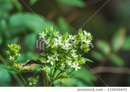 Autumn forest: White senburi flowers 02 Autumn forest: White senburi flowers 02 134840843