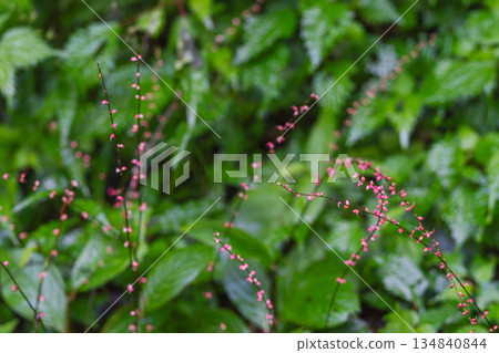 Autumn forest: 12 pink buds of Mizuhiki Autumn forest: 12 pink buds of Mizuhiki 134840844