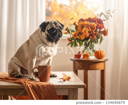 秋天,一隻巴哥犬和一個馬克杯在室內悠閒地待著。 秋天,一隻巴哥犬和一個馬克杯在室內悠閒地待著。 134840879