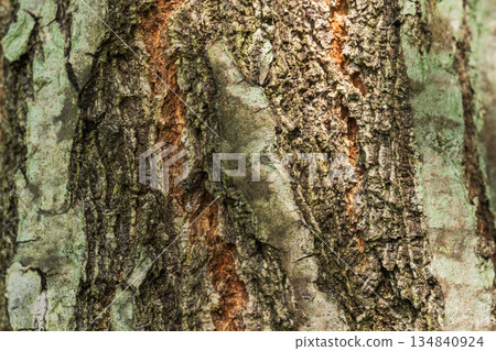 樹皮特寫 01 134840924