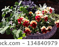 A mixed planting of bicolor violas and colorful leaves 134840979
