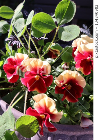 Bicolor viola and clover 134840982