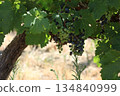 Yellow and blue grape on vineyard. 134840999