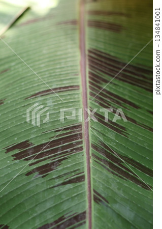 Leaf macro photography. Plant texture. Leaf macro photography. Plant texture. 134841001