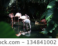 Flamingo family in dark garden. 134841002