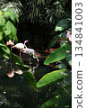 Vertical photography of flamingos in dark garden. 134841003