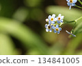 Tiny light blue flowers on blurred background. 134841005
