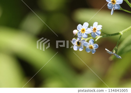 Tiny light blue flowers on blurred background. 134841005