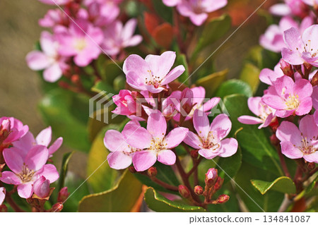 粉紅色的繖形紅花(春季,四月) 粉紅色的繖形紅花(春季,四月) 134841087