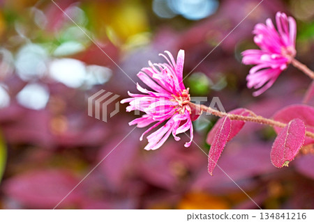 紅金縷梅花（春季，四月） 134841216
