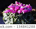 Pink frilly cyclamen 134841288