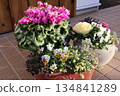 A pot of frilly cyclamen and frilly pansies 134841289