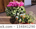 A pot of frilly cyclamen and frilly pansies 134841290