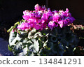 Frilled cyclamen bathed in the morning sun 134841291