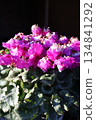 Potted pink frilled cyclamen 134841292