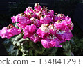 Pink ruffle cyclamen 134841293