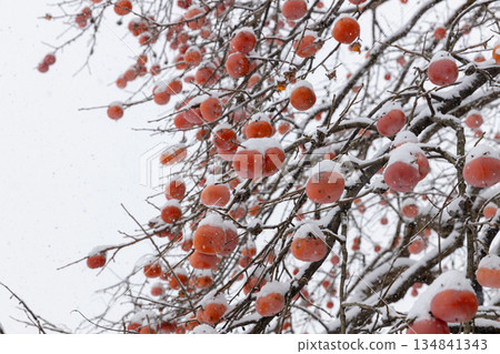 Persimmon tree with snow Persimmon tree with snow 134841343