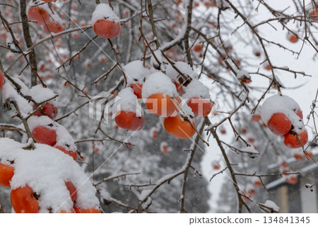 Ripe persimmons covered in snow 134841345