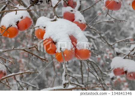 成熟的柿子被雪覆蓋 134841346