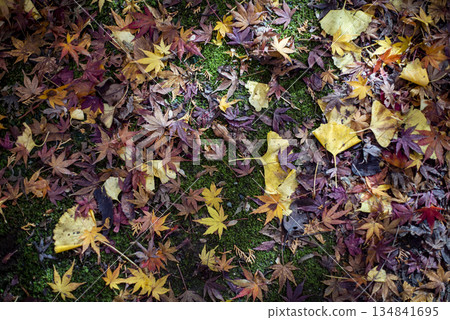 鎌倉 251215 淨智寺 6 秋葉和黃葉 鎌倉 251215 淨智寺 6 秋葉和黃葉 134841695
