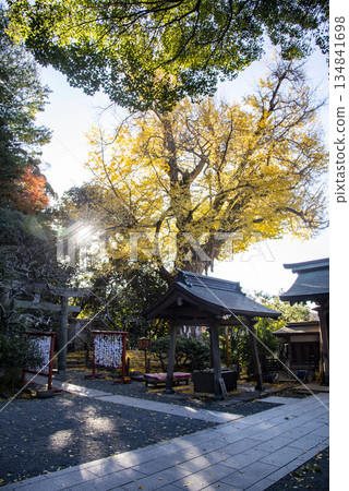 Kamakura 251212 Egara Tenjin Shrine 5 Yellow leaves Kamakura 251212 Egara Tenjin Shrine 5 Yellow leaves 134841698