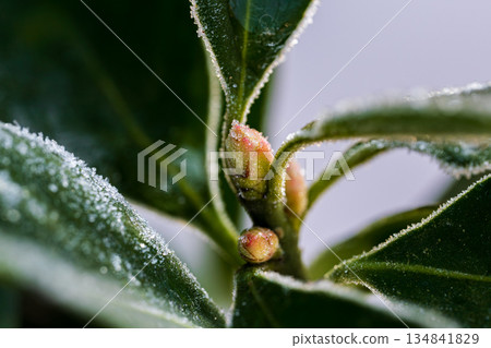 Snow camellia buds and leaves covered in frost on a winter morning 134841829