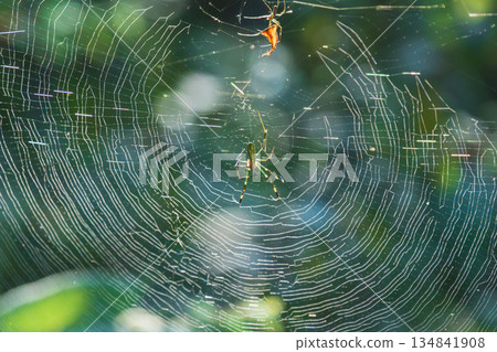 Autumn forest: Spider web and spider in the morning sun 01 Autumn forest: Spider web and spider in the morning sun 01 134841908