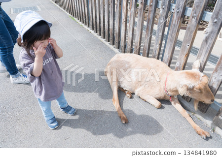 日本女孩與山羊玩耍 134841980