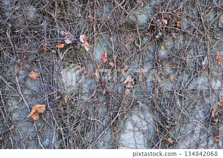 Texture of dead winter ivy covering a concrete wall Texture of dead winter ivy covering a concrete wall 134842068