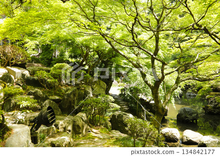 A tranquil Japanese garden landscape, with a fresh garden design shining in the early summer light A tranquil Japanese garden landscape, with a fresh garden design shining in the early summer light 134842177
