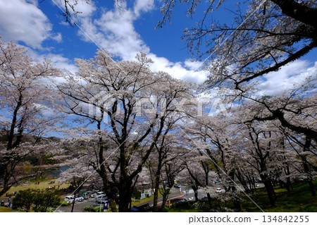 藍天白雲，櫻花盛開 [相模原市築井，四月] 134842255